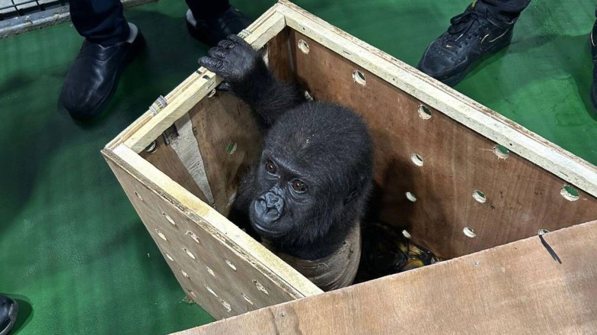 İstanbul Havalimanı’nda Ele Geçirilen Yavru Goril “Zeytin” Türkiye’de Kalacak