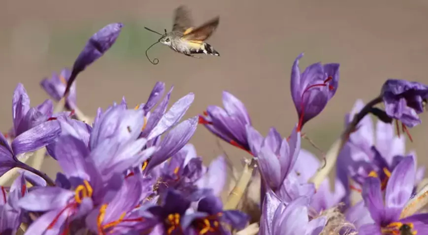 Amasya’da ‘Kırmızı Altın’ Safranın Gramı 500 TL’den Satılıyor