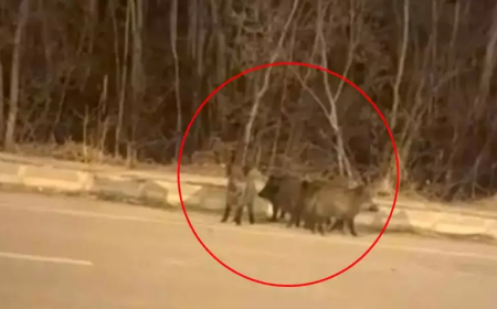 Hakkari Yüksekova’da Yaban Domuz Sürülerinden Kent Merkezine Uyarısı