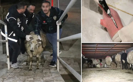 Siirt’te uyuşturucu operasyonu: Hayvanların karın boşluklarına gizlenmiş 54,6 kg metamfetamin ele geçirildi