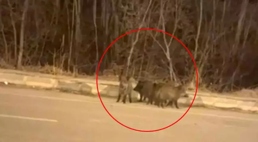 Hakkari Yüksekova’da Yaban Domuz Sürülerinden Kent Merkezine Uyarısı