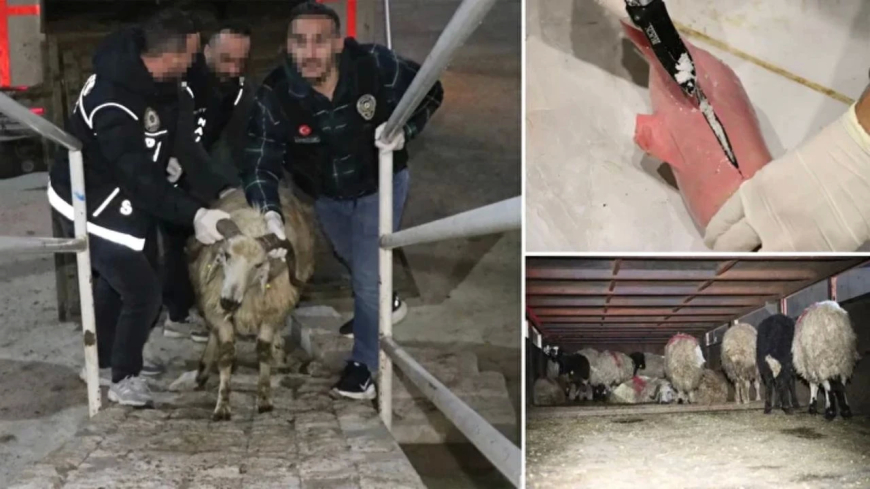 Siirt’te uyuşturucu operasyonu: Hayvanların karın boşluklarına gizlenmiş 54,6 kg metamfetamin ele geçirildi