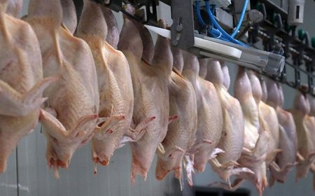 STD Başkanı Gökhan Erol’dan Kanatlı Eti İhracatı Kararına Uyarı: “Kazanılmış Pazarlar Risk Altında”