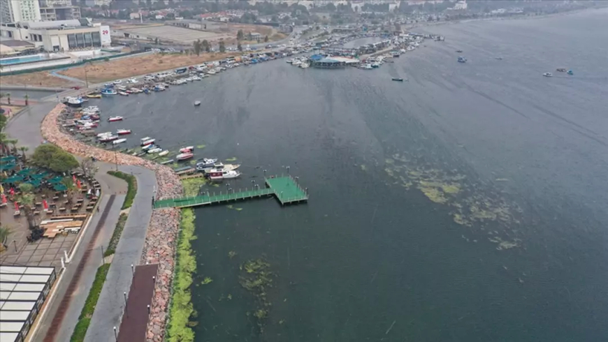 İzmir Körfezi’nde Alarm: Midyelerde Hepatit A ve Norovirüs Tespit Edildi