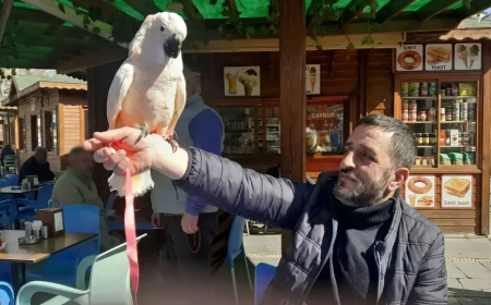 RİZE’NİN YENİ SAKİNİ: YEMDEN SONRA ÇAY İSTEYEN PAPAĞAN!