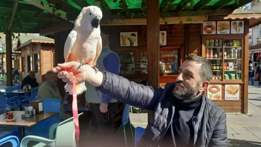 RİZE’NİN YENİ SAKİNİ: YEMDEN SONRA ÇAY İSTEYEN PAPAĞAN!
