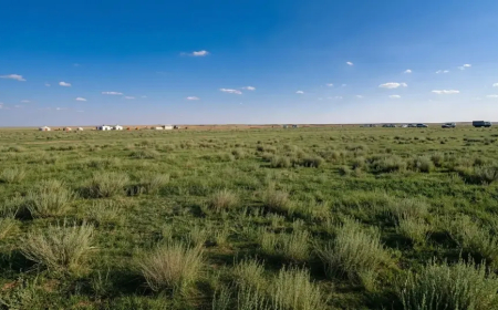 Kumun Sessizliği Bozuldu: Suudi Arabistan Çöllerinde Yeşil Uyanış!