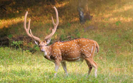 Herbivor Nedir? Bitki Temelli Yaşamın Mimarlarını Tanıyalım