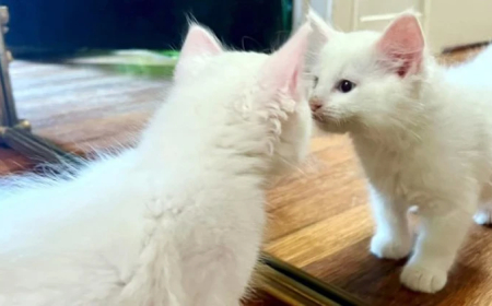 GENETİK KOPYALAMA RUH İKİZİNİ GERİ GETİRİR Mİ? EVCİL HAYVAN KLONLAMADA "KİŞİLİK" TARTIŞMASI