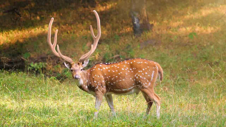 Herbivor Nedir? Bitki Temelli Yaşamın Mimarlarını Tanıyalım