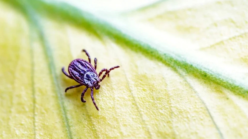 Doğa Uyanırken Gizli Tehlike: Kene Vakalarında Artış Alarmı!