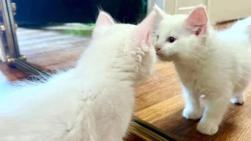 GENETİK KOPYALAMA RUH İKİZİNİ GERİ GETİRİR Mİ? EVCİL HAYVAN KLONLAMADA "KİŞİLİK" TARTIŞMASI