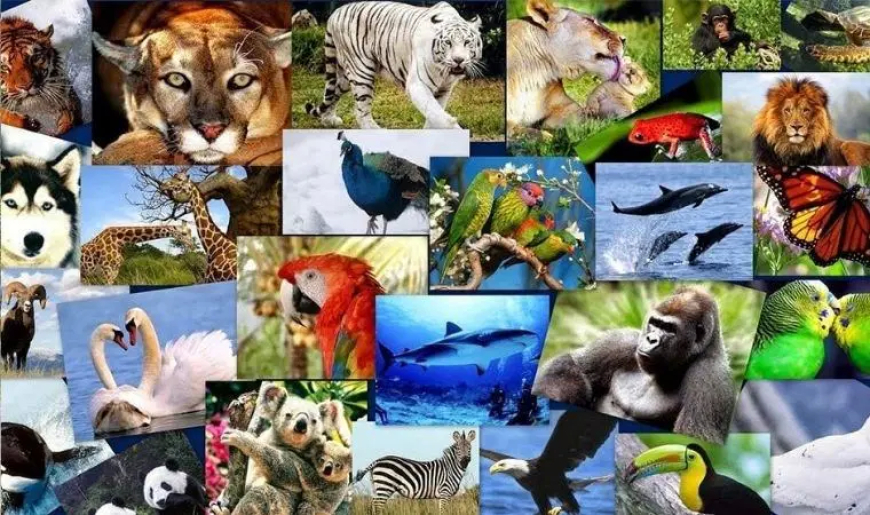 İnsanları En Çok Öldüren Hayvan Hangisi? Cevap Sizi Şaşırtabilir!