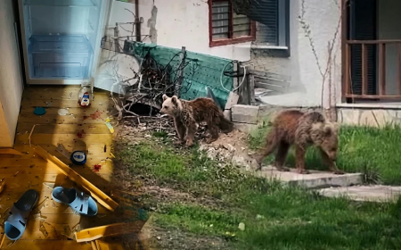 Gümüşhane’de Korkutan Anlar: Genç Ayı Okul Çevresinde Görüldü!
