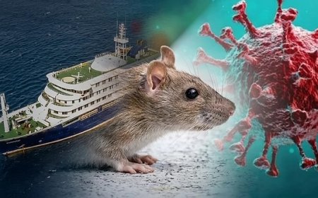 İstanbul’da Hantavirüs Alarmı: Kruvaziyer Yolcusu 3 Türk Karantinaya Alındı