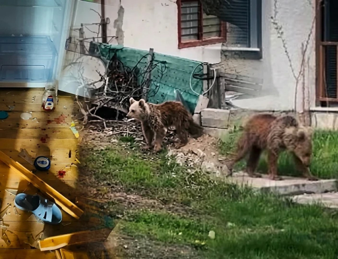 Gümüşhane’de Korkutan Anlar: Genç Ayı Okul Çevresinde Görüldü!