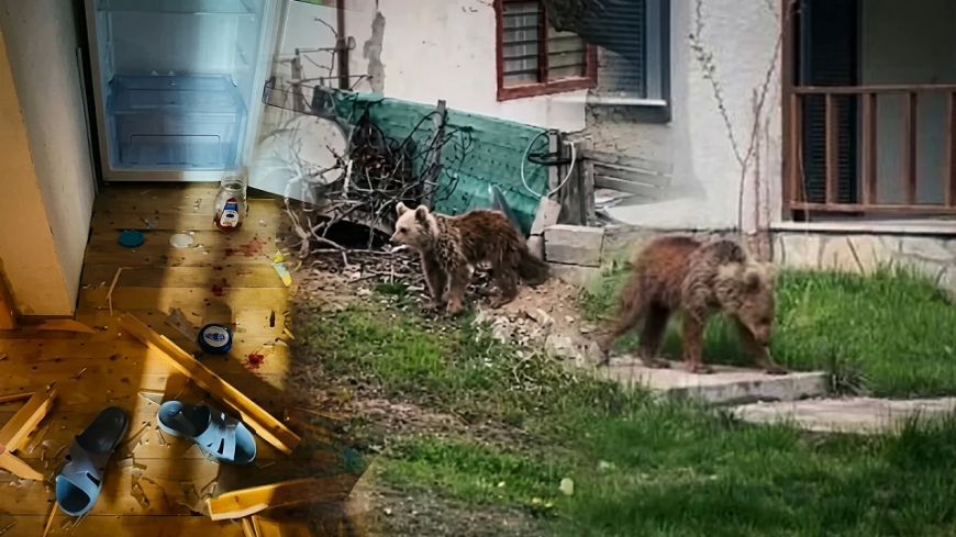 Gümüşhane’de Korkutan Anlar: Genç Ayı Okul Çevresinde Görüldü!
