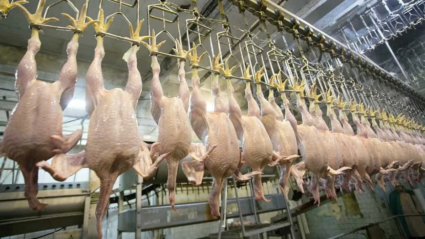 Beyaz Et Sektörüne "Haksız Fiyat" Operasyonu: 13 Şirkete Kayyum Atandı