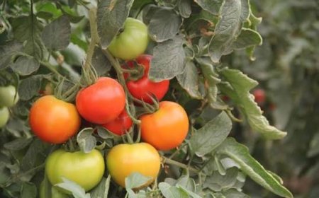 Deregümü Domatesi İhracatta Yüz Güldürüyor: Hasat Başladı, Verim Beklentisi Yüksek
