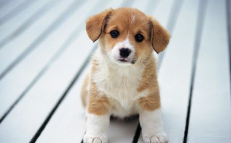 KÖPEKLER DIŞKILAMADAN ÖNCE NEDEN DÖNÜYOR? CEVABI MANYETİK ALANDA SAKLI