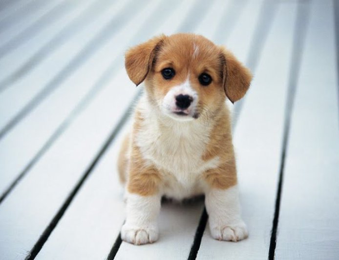 KÖPEKLER DIŞKILAMADAN ÖNCE NEDEN DÖNÜYOR? CEVABI MANYETİK ALANDA SAKLI