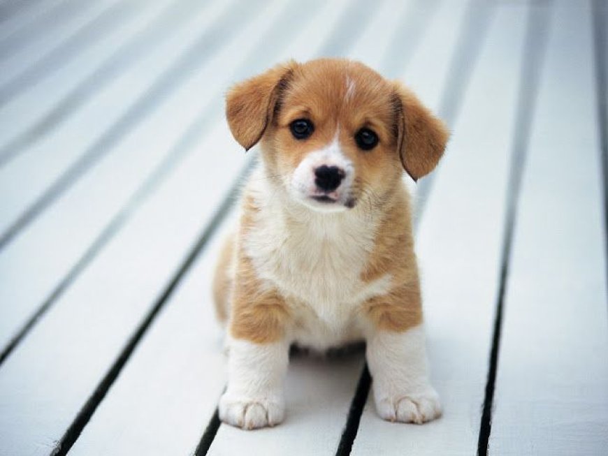 KÖPEKLER DIŞKILAMADAN ÖNCE NEDEN DÖNÜYOR? CEVABI MANYETİK ALANDA SAKLI